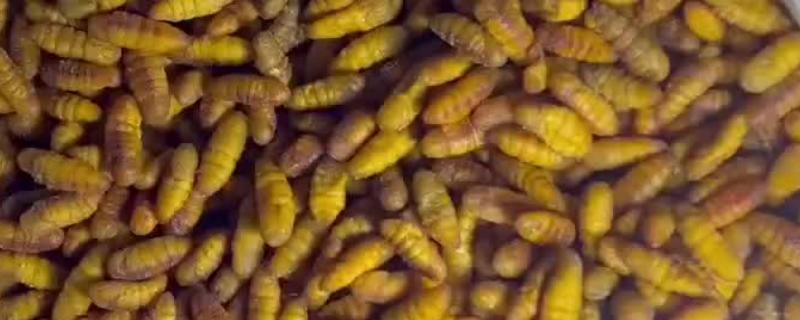 食用蚕蛹的注意事项，要选择新鲜的蚕蛹吃