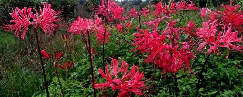 玫瑰石蒜是彼岸花吗，玫瑰石蒜是彼岸花中的一种