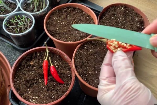 辣椒的种植方法，南方地区一年四季都可以栽种辣椒