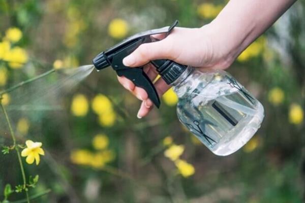 哪种桂花比较耐寒，丹桂可以忍耐零下13℃左右的低温