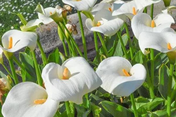 马蹄莲花变绿怎么处理，可更换盆土