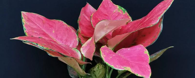 吉利红的养殖方法，养护时要为植株提供充足的光照