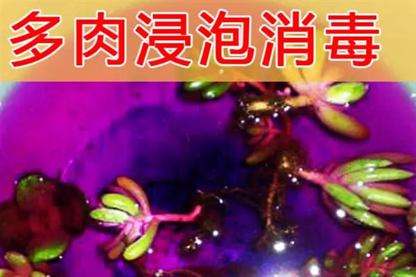 如何自制多肉花盆，花盆需要打孔帮助其排水