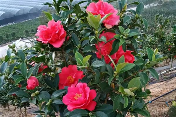 四季茶花好不好养，是比较好养活的花卉