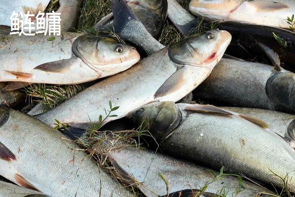 0.8号新关东钩适合钓哪些鱼，适合钓鲤鱼、草鱼和鲢鳙