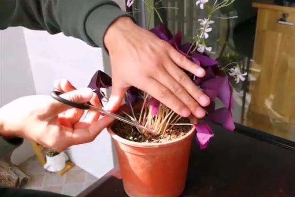 蝶恋花是哪种花，又叫紫叶酢浆草