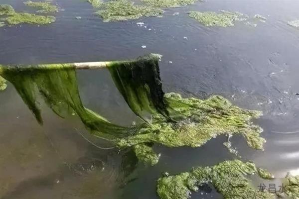 蟹塘放苗后水浑转塘的原因，可能塘口是新开的