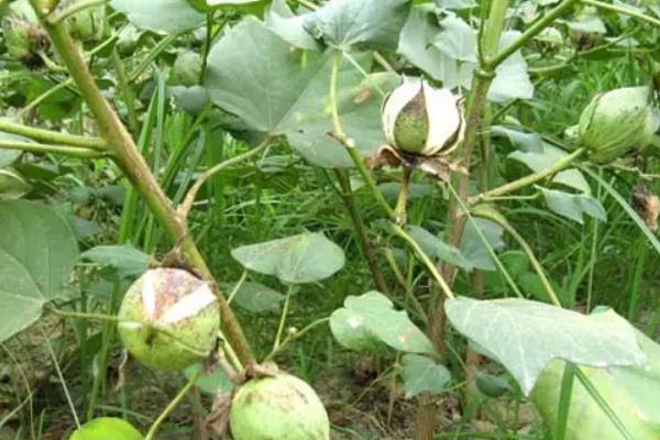 邯7860棉花种子介绍，2003年高抗枯萎病