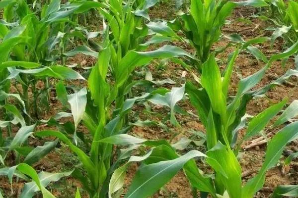 沈玉27号玉米种子特点，中抗弯孢菌叶斑病(3~5级)