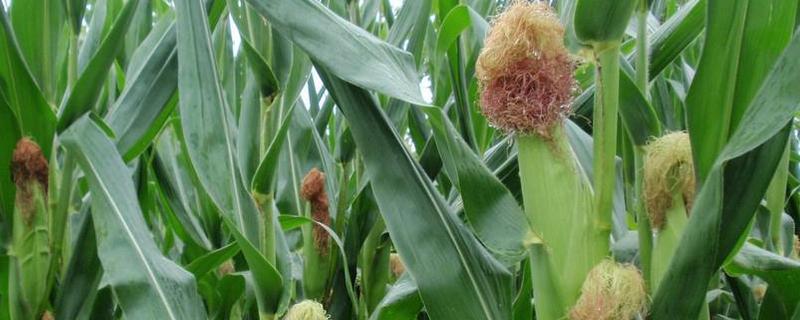 富友369玉米品种的特性，注意防治地下害虫