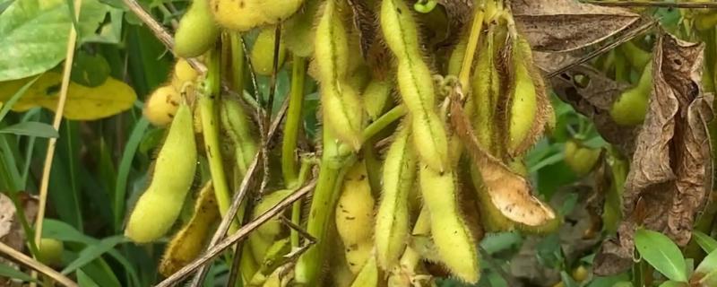 吉育83号大豆种子特点，出苗至成熟118天