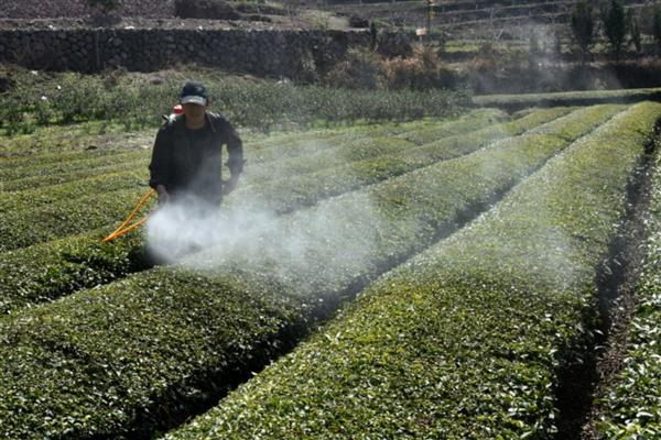 茶树的生长温度，日平均气温需要稳定在10℃以上为佳