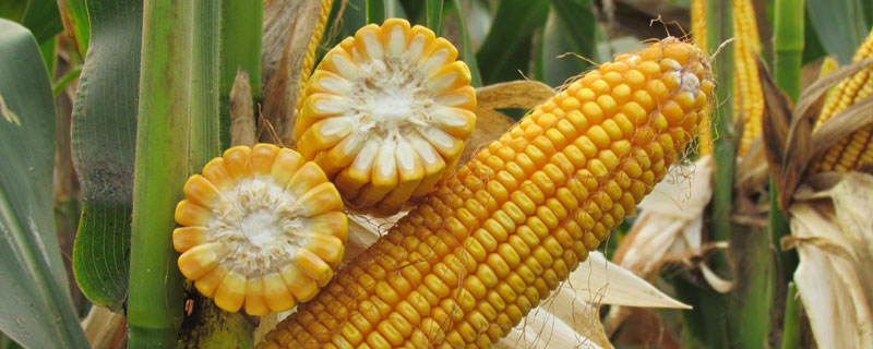 中江玉1号玉米种子特点，粗蛋白11.2适期播种