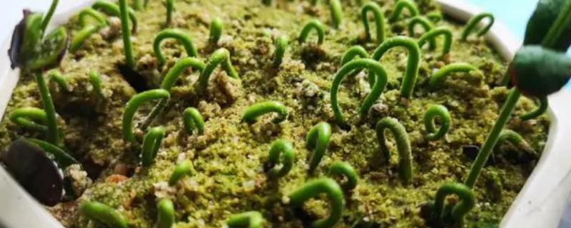 黄皮种子育苗方法，浸种催芽等它们露白后再播种