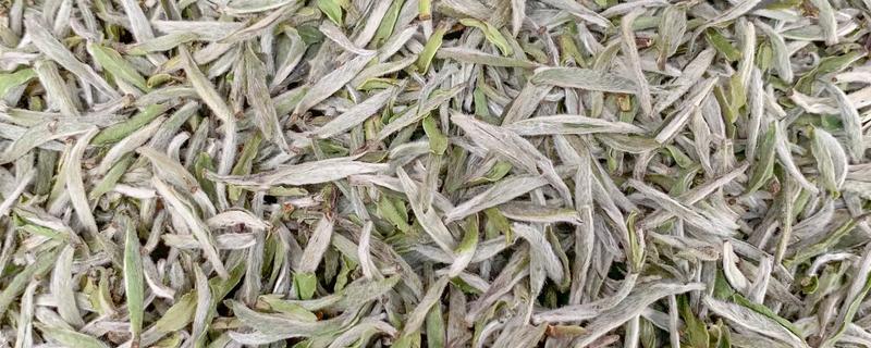 银毫白针的简介，是一种普洱茶