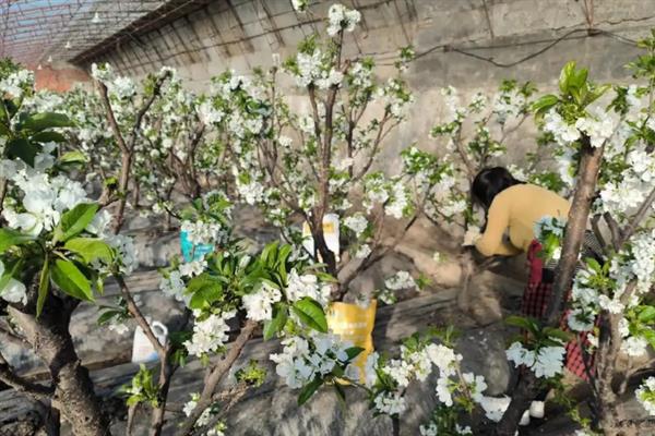 车厘子怎么种植，萌芽开花期、果实生长期都要追肥