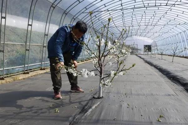 车厘子怎么种植，萌芽开花期、果实生长期都要追肥