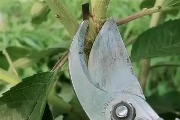 车厘子怎么种植，萌芽开花期、果实生长期都要追肥