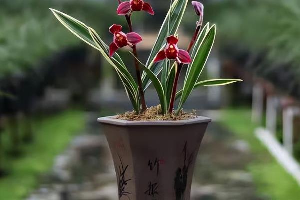 兰花的品种，有春兰、墨兰、建兰等品种