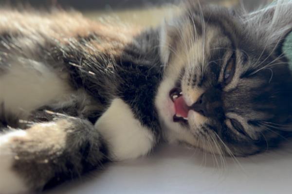 猫咪突然疏远主人的原因，可能是记仇或缺乏陪伴