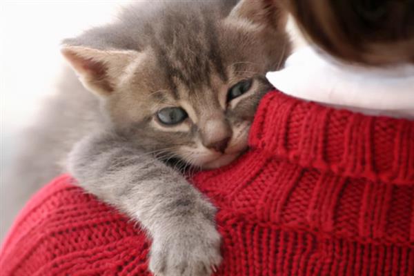猫咪突然疏远主人的原因，可能是记仇或缺乏陪伴