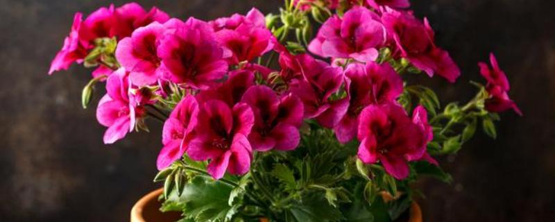 长寿花的开花时间，花期多为12月份至翌年4月份