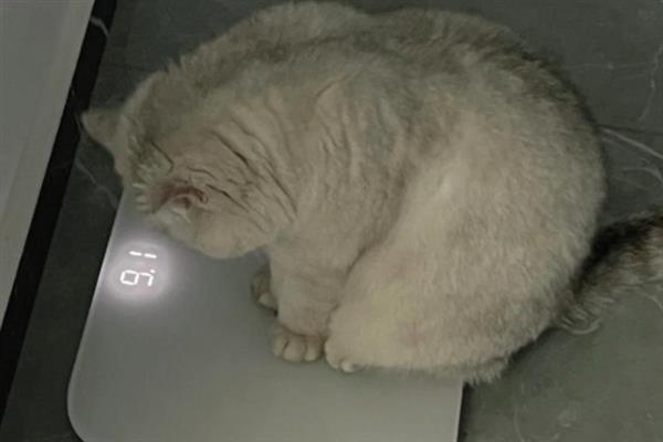 肥胖猫咪的诊断方式，主要是通过测量猫的体重诊断
