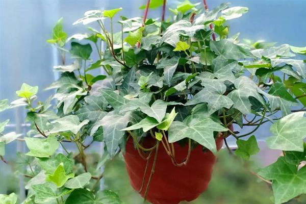 常青藤的价格，会受到地区、季节、品质等条件的影响