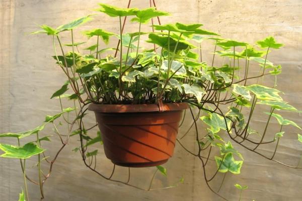 常青藤的价格，会受到地区、季节、品质等条件的影响