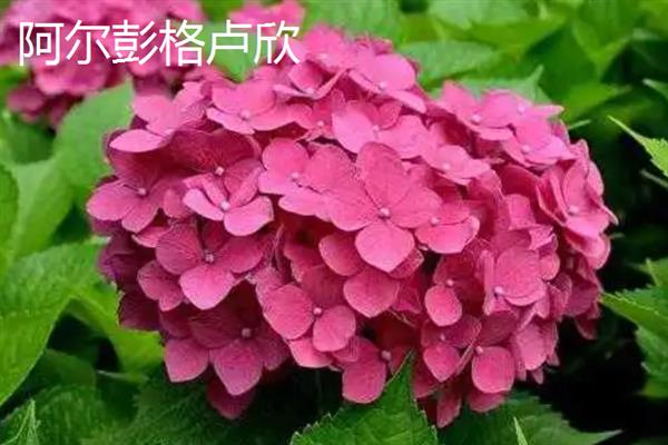 绣球花的品种，常见的有阿尔彭格卢欣、红帽等