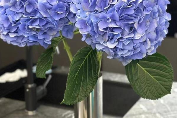 绣球花的品种，常见的有阿尔彭格卢欣、红帽等