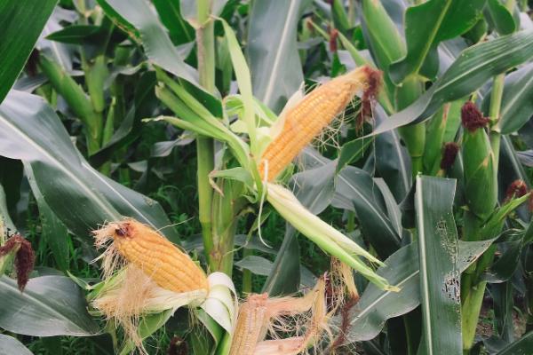 津糯69玉米种子特征特性，亩适宜密度3500株左右