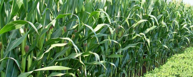 WT2788玉米种子特征特性，中抗大斑病