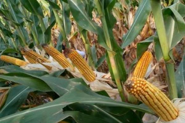 T3137K玉米种子特征特性，中抗穗腐病