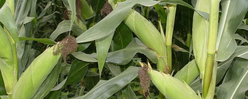 TT3911玉米种子介绍，中抗穗腐病