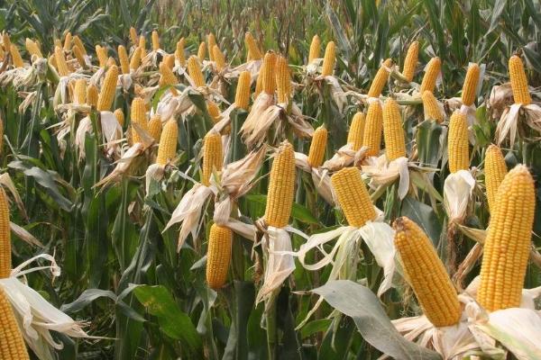 科泰991玉米品种的特性，出苗至成熟127天