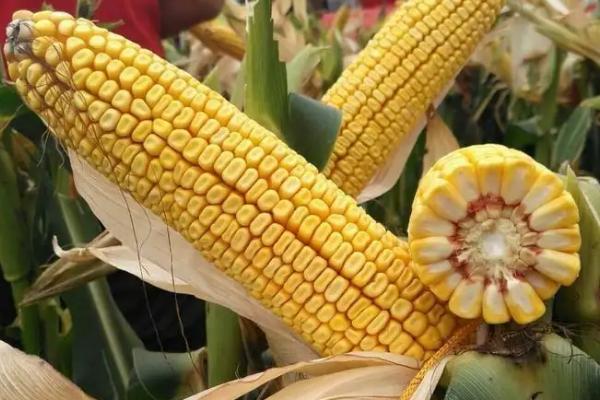 翔玉998玉米品种简介，中等肥力以上地块栽培