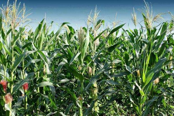 翔玉998玉米品种简介，中等肥力以上地块栽培