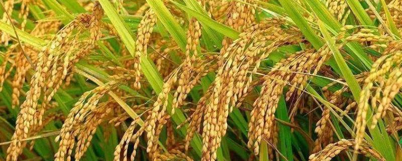 南粳9302水稻品种的特性，早育秧每亩播量35~40公斤