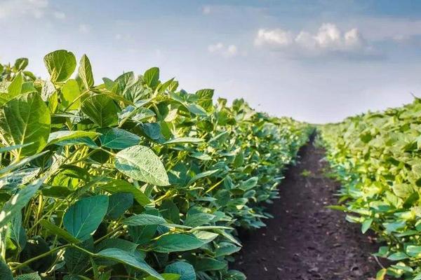 佳豆26大豆种子特点，该品种亚有限结荚习性