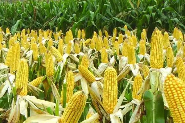 黑甜糯5201玉米品种简介,该品种出苗至采收79天