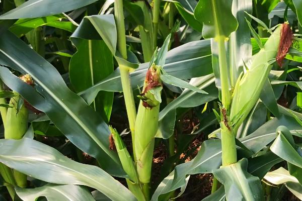 花美丽玉米品种简介,注意防治虫害和小斑病