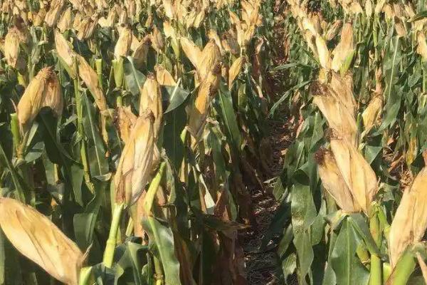 花美丽玉米品种简介,注意防治虫害和小斑病