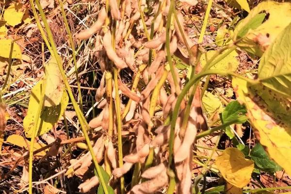 濮豆766大豆品种的特性，中上等肥力亩留苗2-3万株