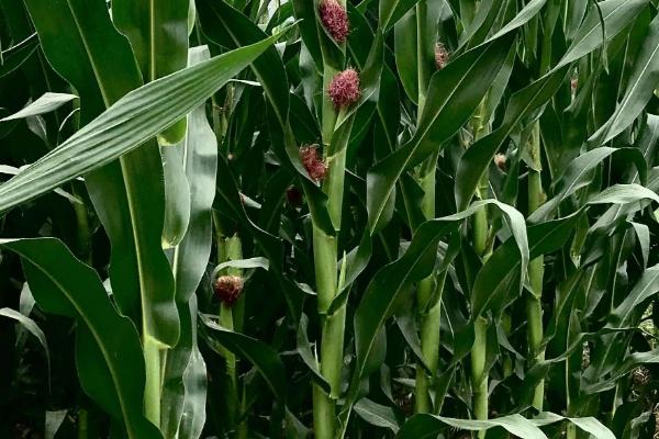 春玉711玉米品种的特性，生育期109.9天