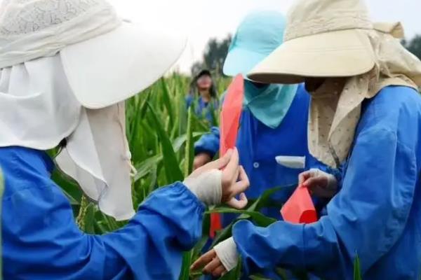 玉米示范基地强化措施，应在出苗后及时查看是否缺苗