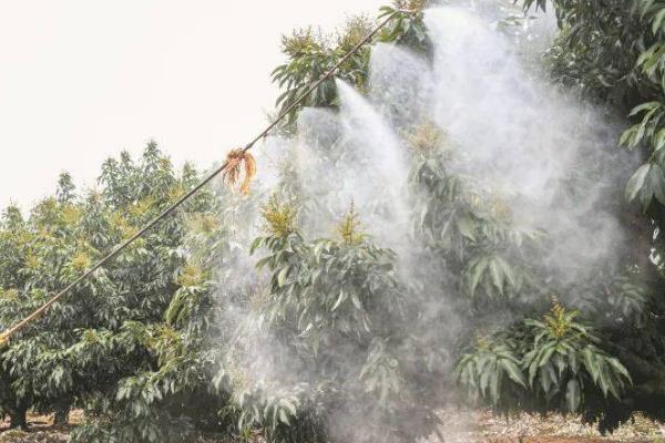 对果树使用农药的原则，选择正确的药物才能起到防效