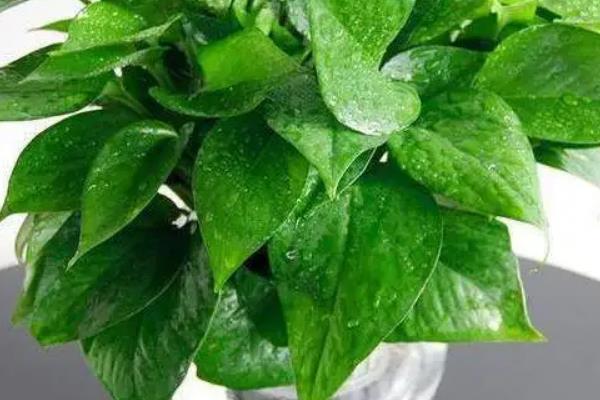 家庭大型盆栽常绿植物推荐，常见的有千年木、心叶藤和鸭脚木等