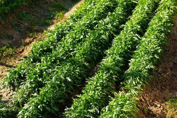 荆芥的种植管理方法，育苗间苗时可以结合松土一次