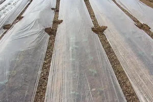 荆芥的种植管理方法，育苗间苗时可以结合松土一次